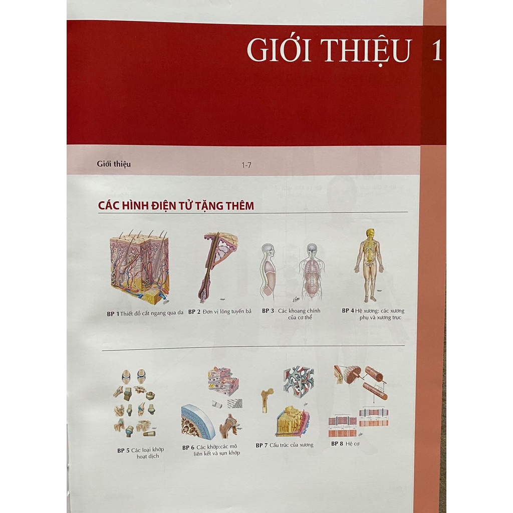 Sách - Atlas Giải phẫu người