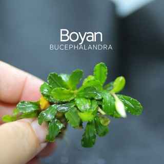 Bucep Boyan | Cây thủy sinh lá đỏ | Hàng ngọn | Lá cạn