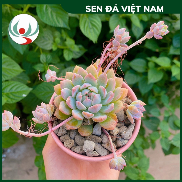 Sen Đá Dù Hồng Cánh Tròn size 5-8cm, XUẤT XỨ VIỆT NAM, ĐÃ THUẦN KHÍ HẬU, SIÊU KHOẺ ĐẸP, Lỗi 1 ĐỔI 1