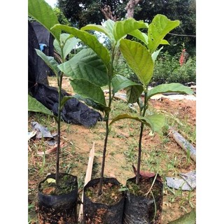Cây giống chay ruột đỏ cao
