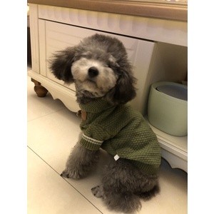 [Có sẵn] Áo len nút gỗ dành cho thú cưng