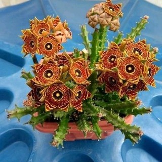 Cây sao biển combo 2 loại