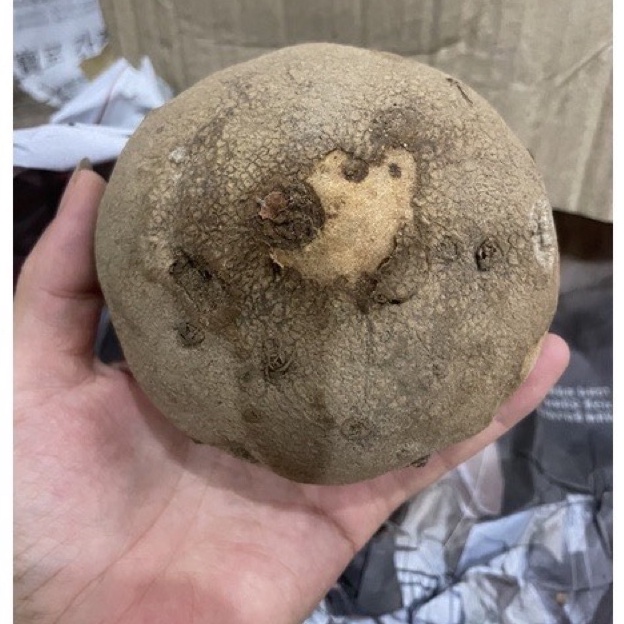 Củ Bình Vôi thái có lá 1kg lz6 CHẤT LƯỢNG