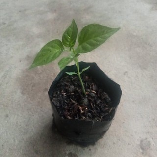 Cây Ớt Bonda Ma Jacques Siêu Cay