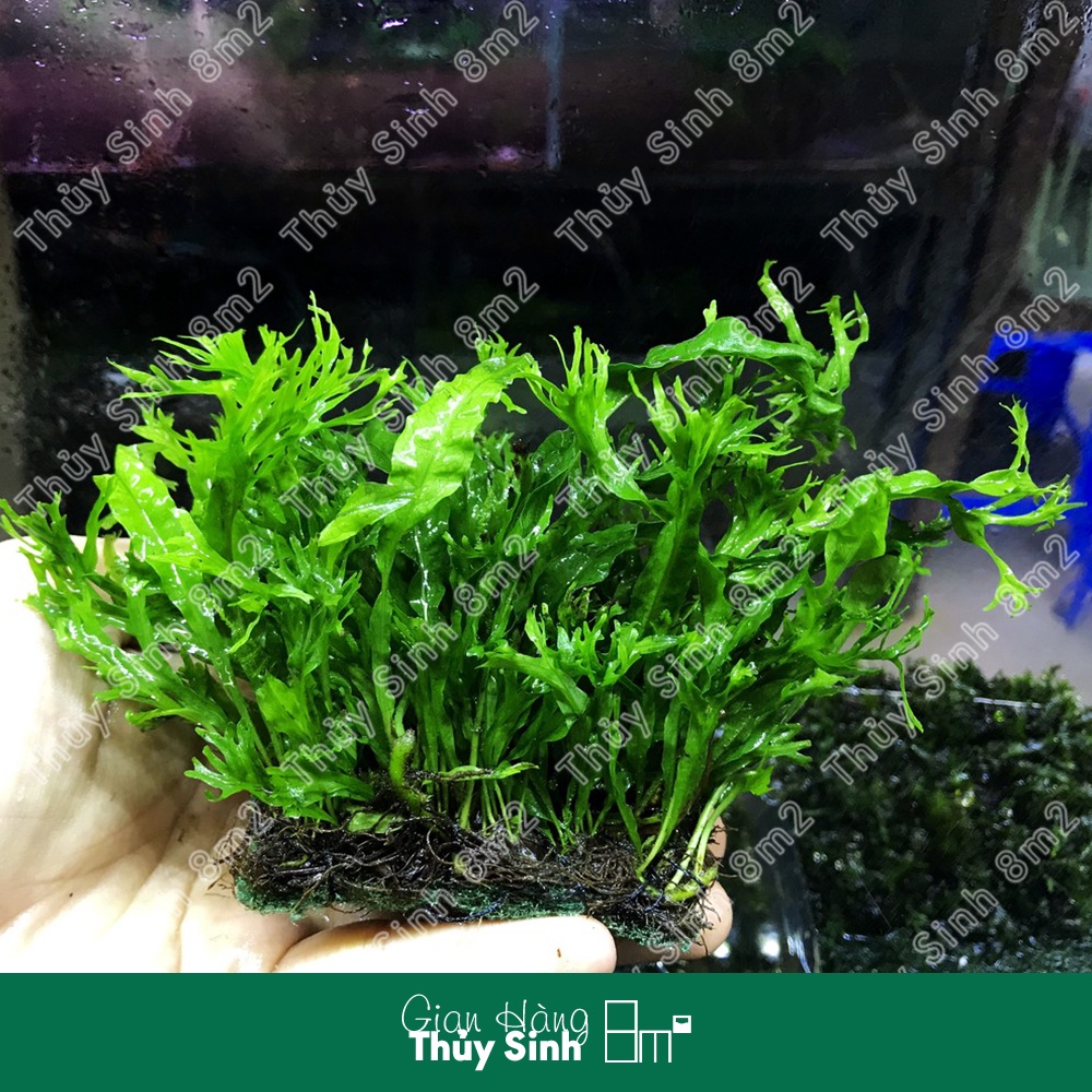 Dương Xỉ Sừng Hươu | Cây Thủy Sinh Không CO2, Gắn Giá Thể | 8m2