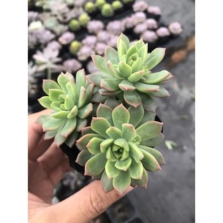Sen đá mặt trời size bầu 5-8cm 🍀 freeship lỗi 1 đổi 1