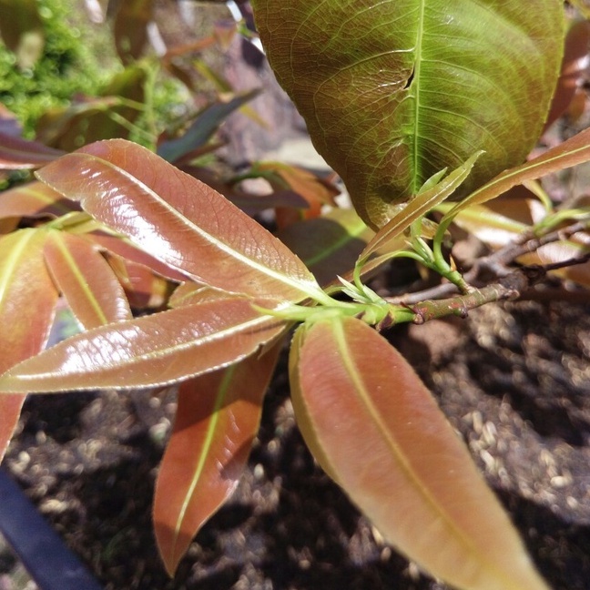 Phân Bón Béo Mập (gói 70g), Mập Thân Nở Gốc, Dinh Dưỡng Cần Thiết Cho Cây Trồng Phát Triển