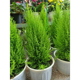Cây tùng thơm -upressus macrocarpa