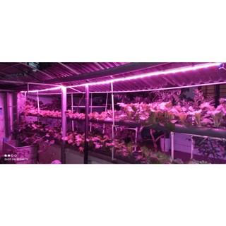 Bộ 5m Led trồng rau, led nông nghiệp 5đỏ 1 xanh ánh sáng chọn lọc   kèm nguồn