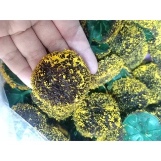 Nhụy hoa cúc, hoa hướng dương