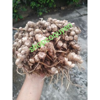 củ gừng gió tươi 1 ký