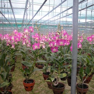 Kích rễ cực mạnh cho hoa lan