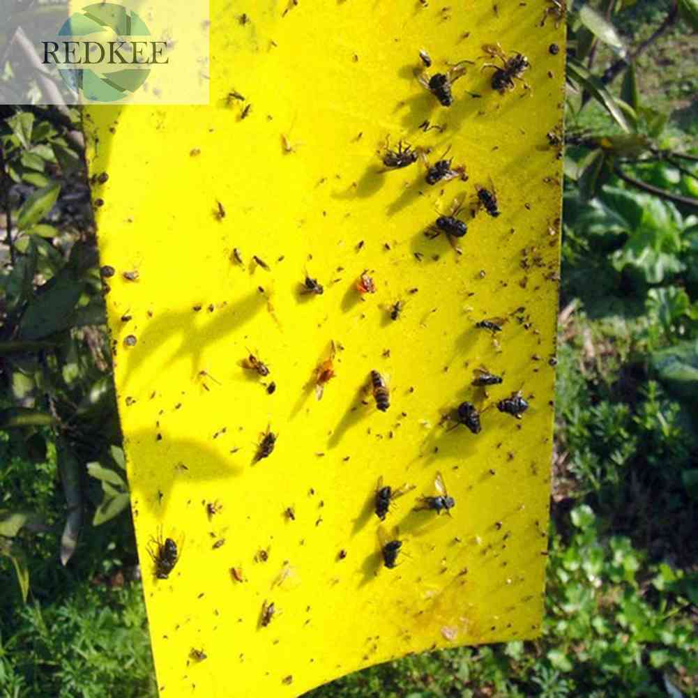 Bộ 50 Bẫy Dính Côn Trùng Tiện Lợi