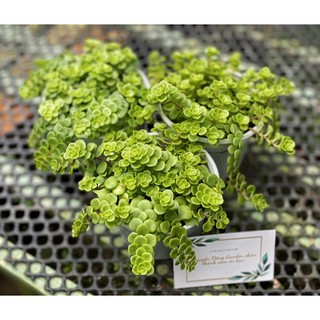 Sen đá sedum vảy cá size trung