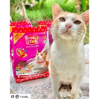 Bingostar cat 1kg Thailand