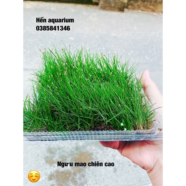 Cây thuỷ sinh ngưu mao chiên cao siêu đẹp