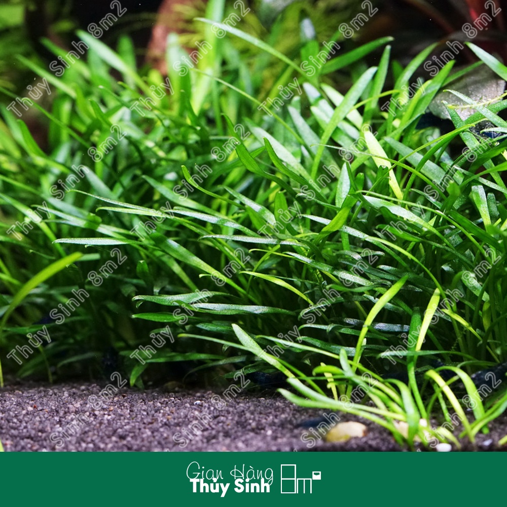 Tiêu Thảo Parva  | Cây Thủy Sinh Cắm Nền | 8m2
