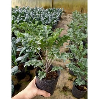 Chậu cây cải Xoăn Kale gân đỏ USA