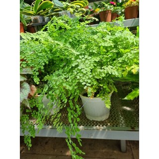 Cây tóc thần vệ nữ -Adiantum capillus-veneris