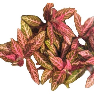 Hygrophila polysperma 'Rosanervig' - Cây SunSet - Cây Thủy Sinh Cắt Cắm