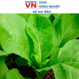 Hạt giống cải mơ đăm chân lùn (cây khỏe, thời gian thu hoạch nhanh, k đắng) 20gr