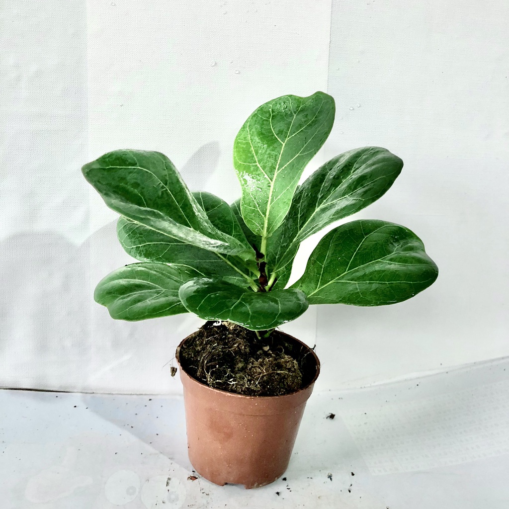 Cây bàng mini kèm chậu sứ trắng, Cao 25cm, giúp thanh lọc không khí