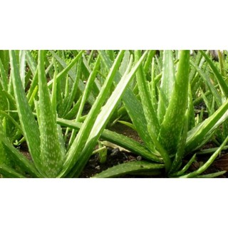 Viên uống đẹp da Vitamin E đỏ