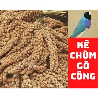 Kê chùm món ăn khoái khẩu của chim cảnh. Xuất xứ: Gò Công - Việt Nam. 1kg 75k