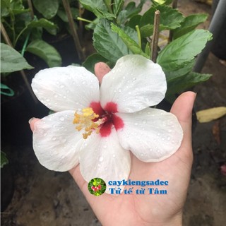 Caykiengsadec - Hoa bụt trắng - hoa kiểng lá, cây công trình trang trí nội thất cảnh quan sân vườn