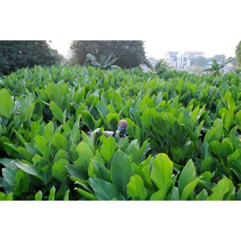 Cây giống lá dong rừng gói bánh chưng