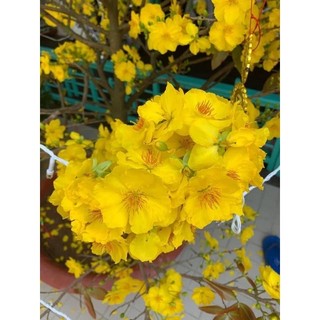Hoa mai giống siêu bông_cây ghép chơi tết