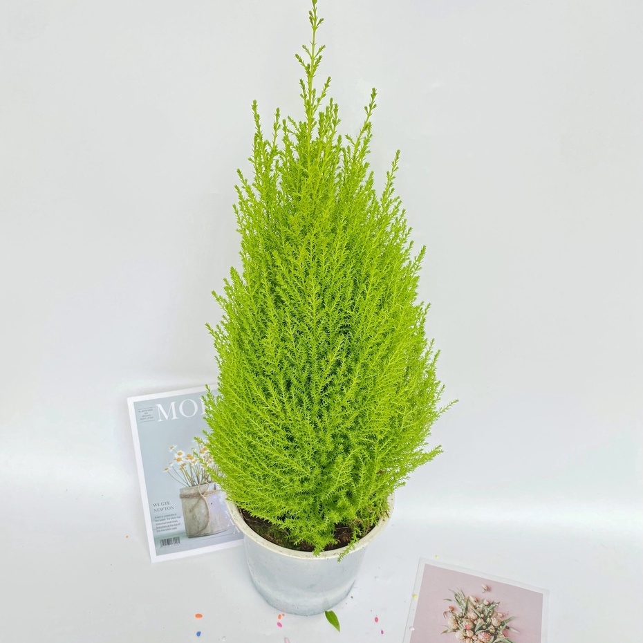 Cây tùng thơm Noel ( SIZE TO ) cao 50cm 🍀 GIÁ TẠI VƯỜN 🍀 cây hương thơm, thanh lọc không khí và mang đến tài lộc