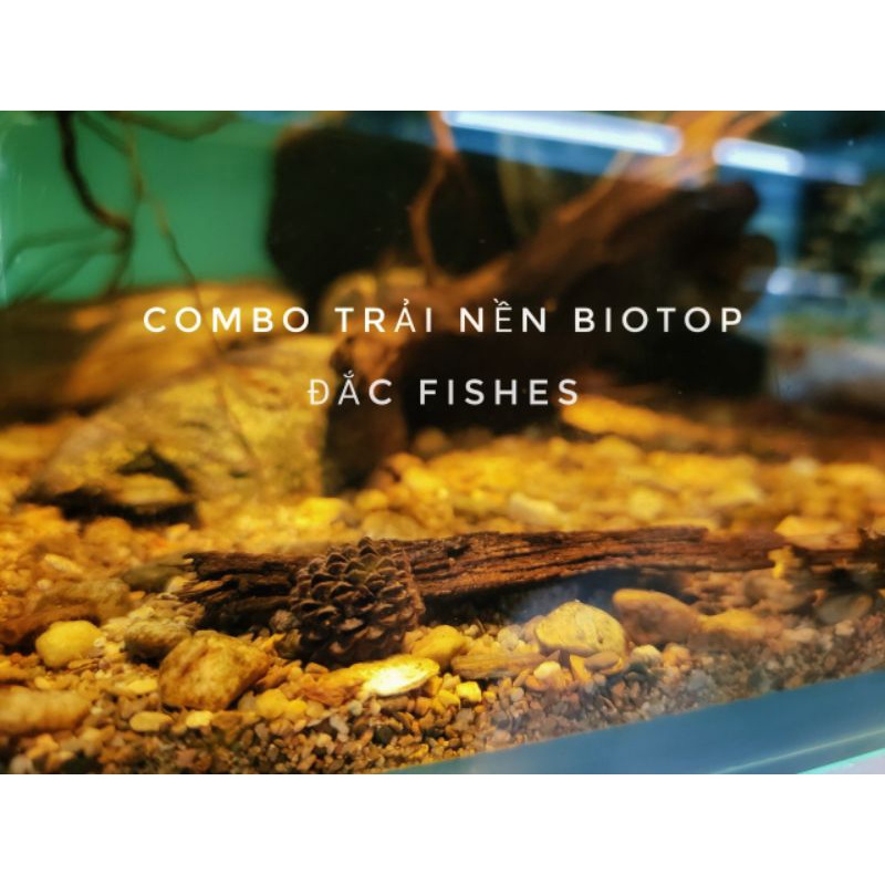 Combo trải nền biotop