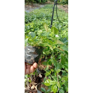 Cây giống sâm nam núi dành