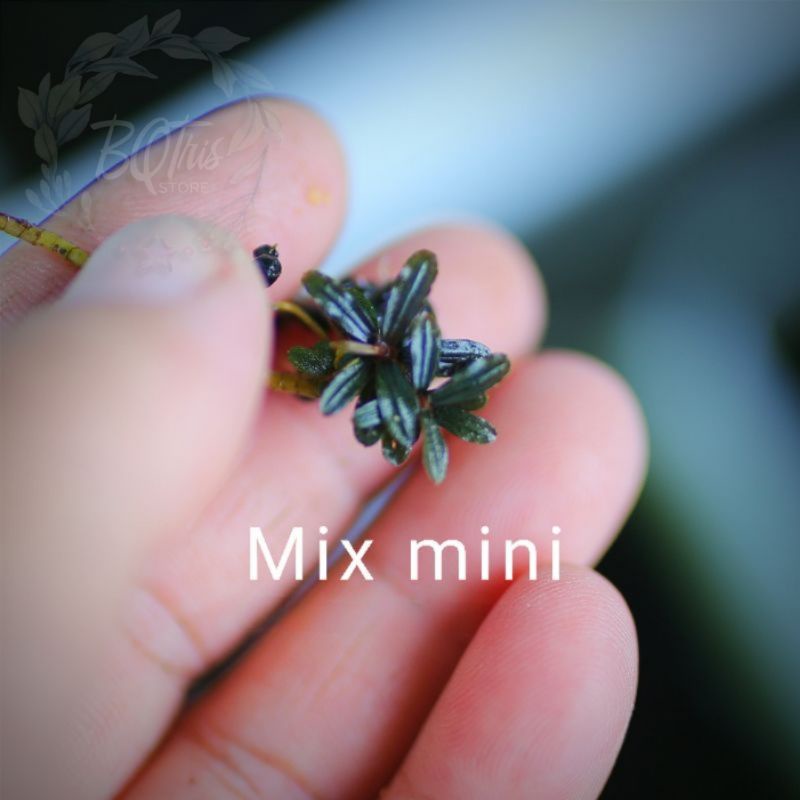 Bucep Mix mini | cây thủy sinh | hàng ngọn | lá cạn | siêu rẻ