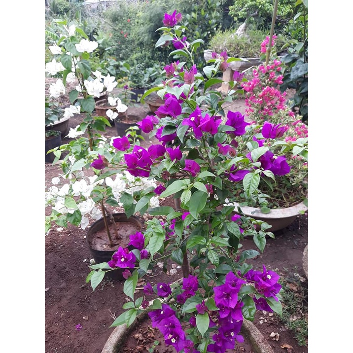 Hoa Giấy Tím Pháp Giống Siêu Bông lz9 LOẠI 01