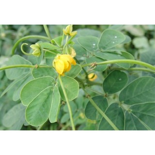 ( 1kg ) HẠT MUỒNG ( Thảo Quyết Minh ) ĐSR - Đã Rang Thơm Vỡ Vỏ
