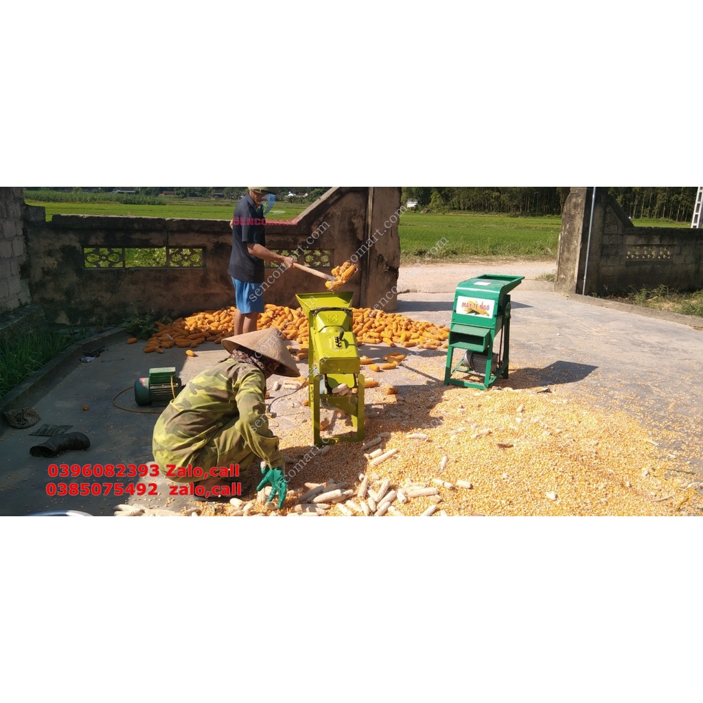 Máy tách hạt ngô trục đứng tách hạt siêu tốc,siêu sạch không gây vỡ hạt