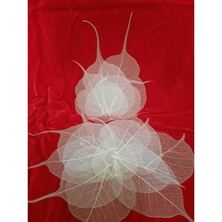 Xương lá đặc biệt, size từ 7 - 15cm