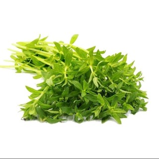 Hạt giống rau Ngổ (ngò điếc, ngò om, ngò thơm, ngổ đắng, ngổ trâu, ngổ đất) 200hạt