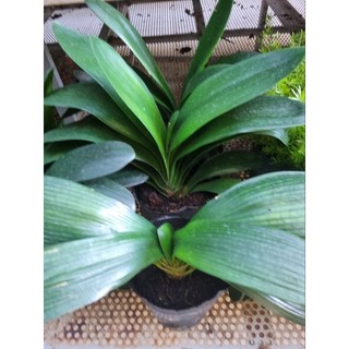 Cây lan quân tử (Clivia nobilis)