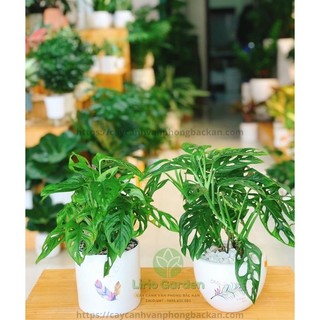 [ Quà Tặng Kèm ] cây trầu bà lá mưa