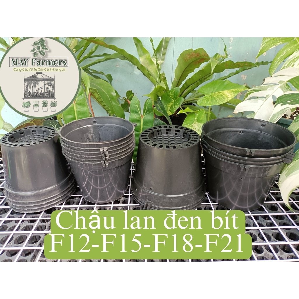 ☘️ Chậu Nhựa Đen TRỒNG LAN - Chậu Lỗ Bít 18cm