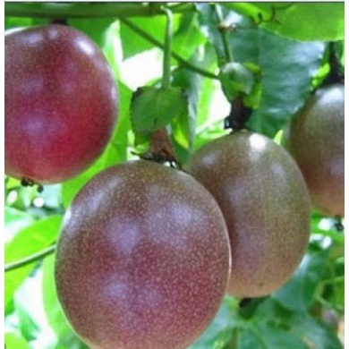 Hạt giống Chanh Leo ( giống chuẩn, quả thơm ngon,sai quả )