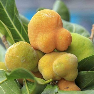 Cây giống chay ruột đỏ cao