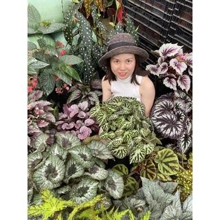 Chậu cứng Thu hải đường con