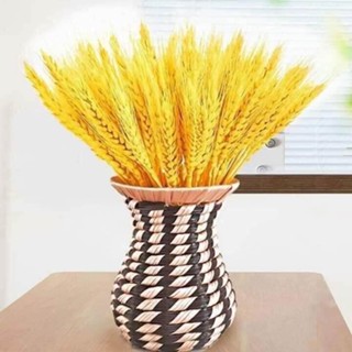 100 Bông Lúa Mạch Khô Decor Trang Trí, Chụp Hình