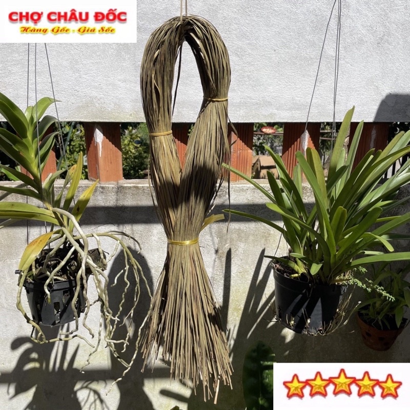 250gr Dây Cỏ Bàng Khô Châu Đốc Dùng Gói Bánh Thủ Công Mỹ Nghệ