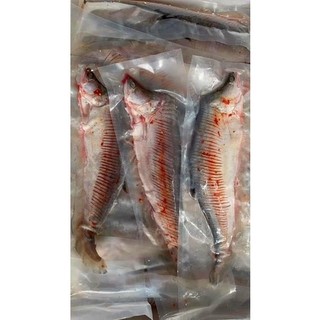 (HCM - CHỈ GIAO HỎA TỐC) Cá thác lác rút xương 1 con