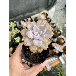 Sen đá hồng mập size bầu 8x8 cm. lỗi 1 đổi 1. đẫ thuần khí hậu nóng. mua 10 tặng 1